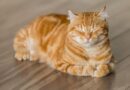 Los veterinarios coinciden: los gatos necesitan una rutina estricta para no estresarse; si no, se pueden incomodar
