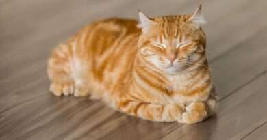 Los veterinarios coinciden: los gatos necesitan una rutina estricta para no estresarse; si no, se pueden incomodar Los veterinarios coinciden: los gatos necesitan una rutina estricta para no estresarse; si no, se pueden incomodar