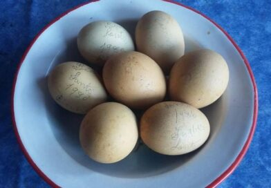Al menos 13 intoxicados por salmonela en España tras consumir huevos frescos contaminados con la bacteria Al menos 13 intoxicados por salmonela en España tras consumir huevos frescos contaminados con la bacteria