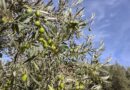 Doce detenidos por fraude con aceite de oliva: convertían documentalmente un virgen corriente en extra ecológico Doce detenidos por fraude con aceite de oliva: convertían documentalmente un virgen corriente en extra ecológico